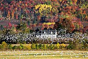 Autunno Canadese (7)